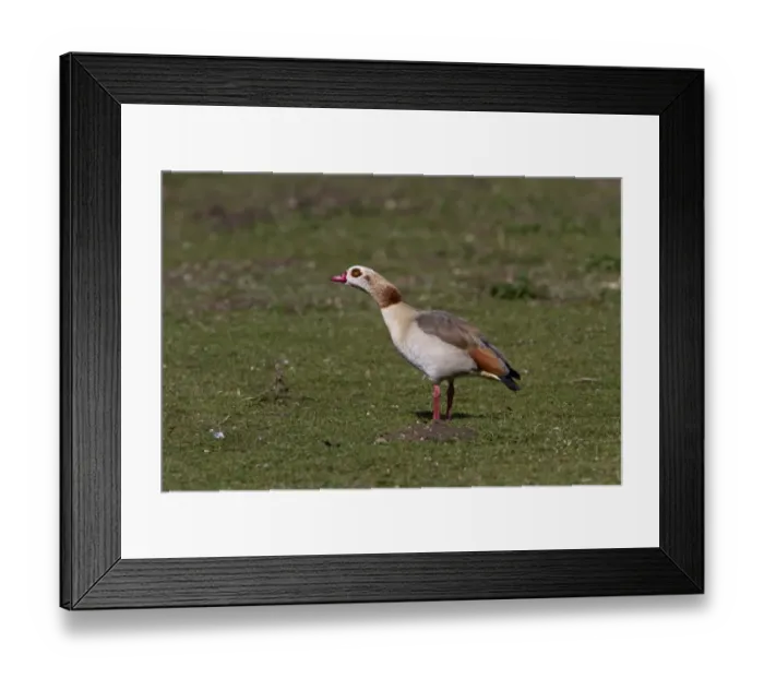 Framed Print : Egyptian Goose at Lackford Lakes Nature Reserve Suffolk. Feral resident Originally from Africa Framed Print : Egyptian Goose at Lackford Lakes Nature Reserve Suffolk. Feral resident Originally from Africa
