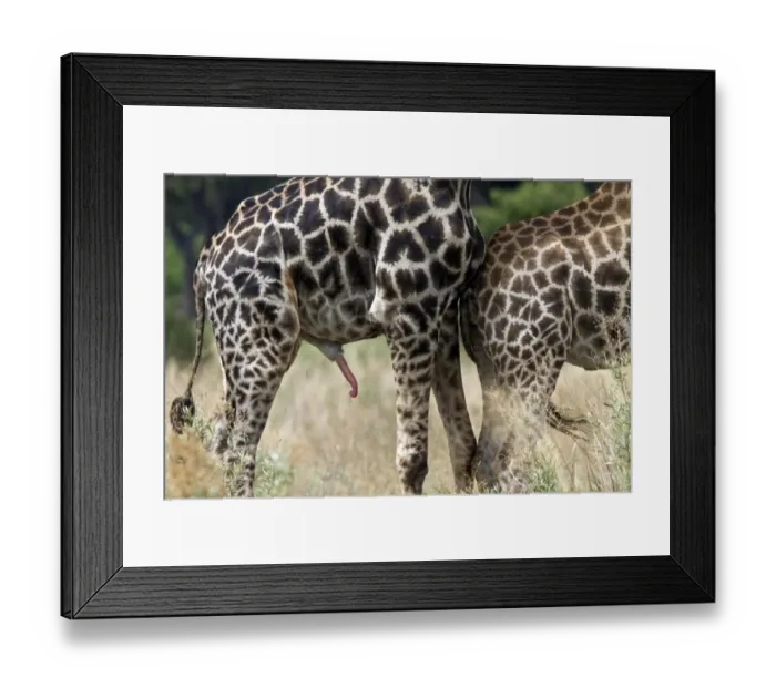 Framed Print : Male Giraffe! Framed Print : Male Giraffe!