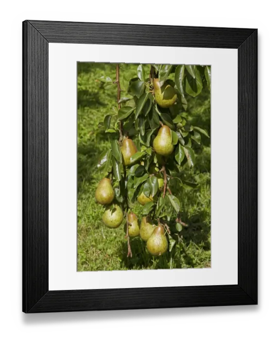 Framed Print : Common Pear fruit Framed Print : Common Pear fruit