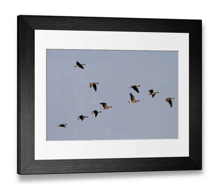 Framed Print : Pink footed Geese, winter flock flying over Deepdale Marsh, Brancaster, North Norfolk