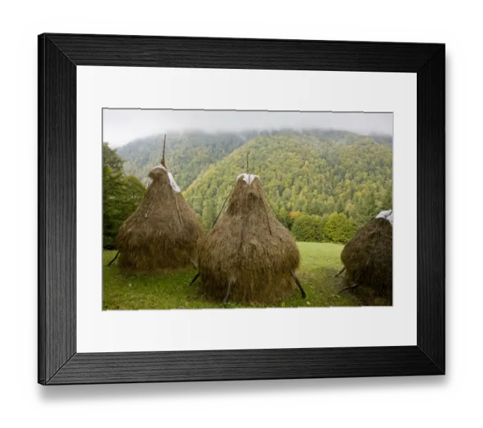 Framed Print : View of hay stooks, with autumn crocus flowers in meadow, autumnal mixed woodland on mountain slopes Framed Print : View of hay stooks, with autumn crocus flowers in meadow, autumnal mixed woodland on mountain slopes