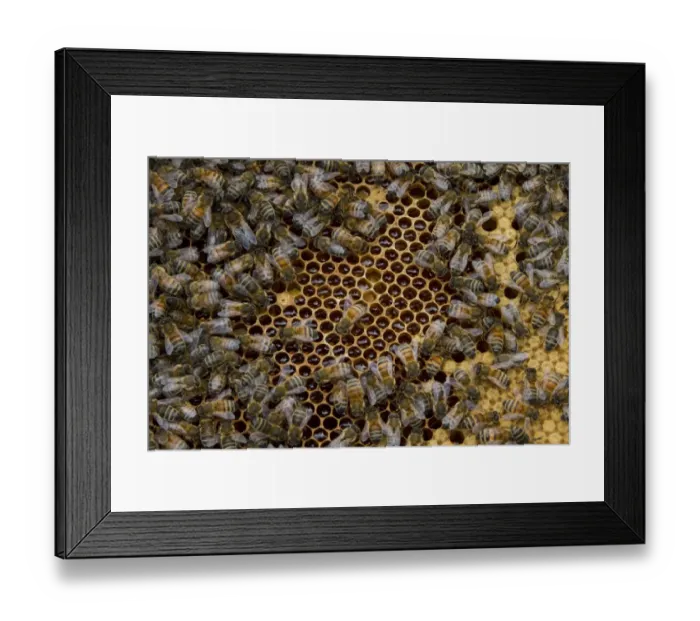 Framed Print : Worker bees tending drone and honey / nectar cells in the brood frame part of the hive Framed Print : Worker bees tending drone and honey / nectar cells in the brood frame part of the hive