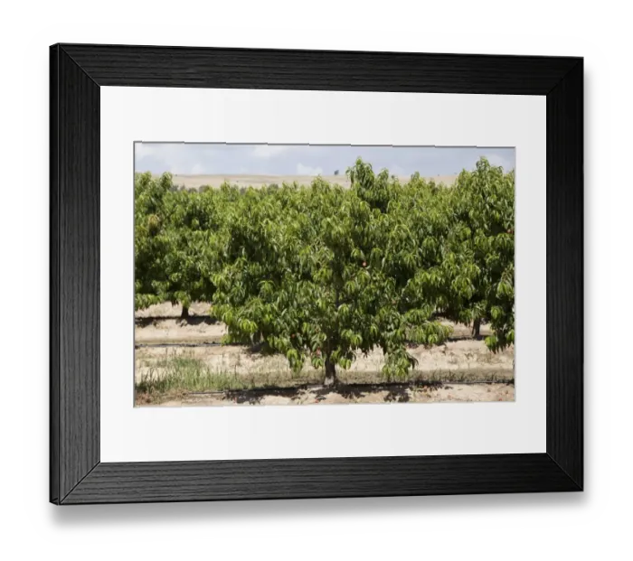 Framed Print : Apricot orchard grove # Spain Framed Print : Apricot orchard grove # Spain