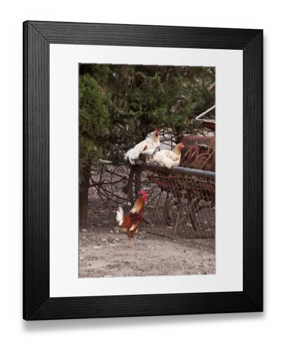 Framed Print : Farm yard cockerels on old farm machinery