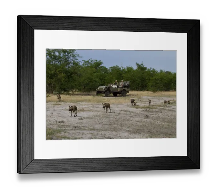 Framed Print : Tourist watching Hunting dog pack. Lycaon pictus is a large canid found only in Africa Framed Print : Tourist watching Hunting dog pack. Lycaon pictus is a large canid found only in Africa