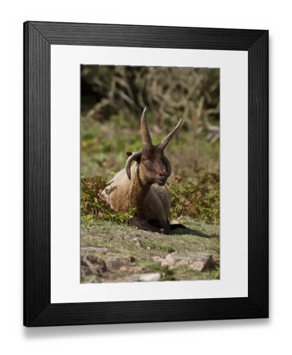 Framed Print : A Male Manx Loaghtan breed of sheep reintroduced to Jersey#s northern coast