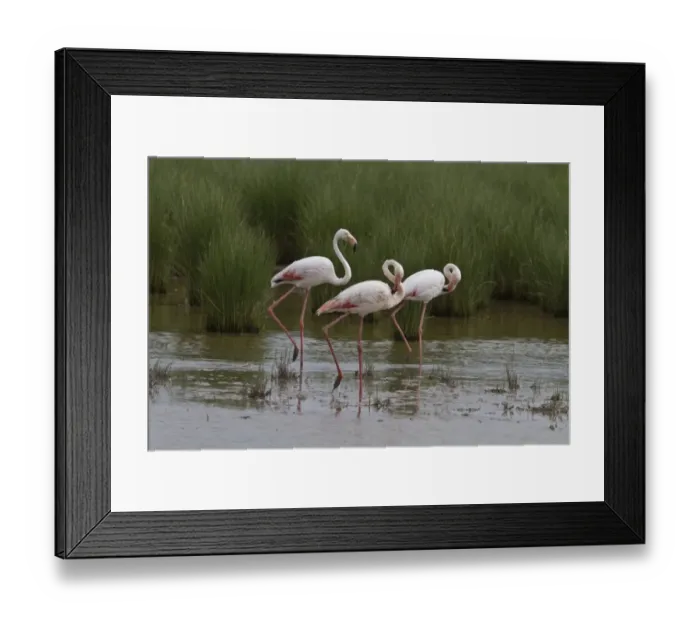 Framed Print : Flock of Greater Flamingos wading in marsh land, Coto Donana, Spain
