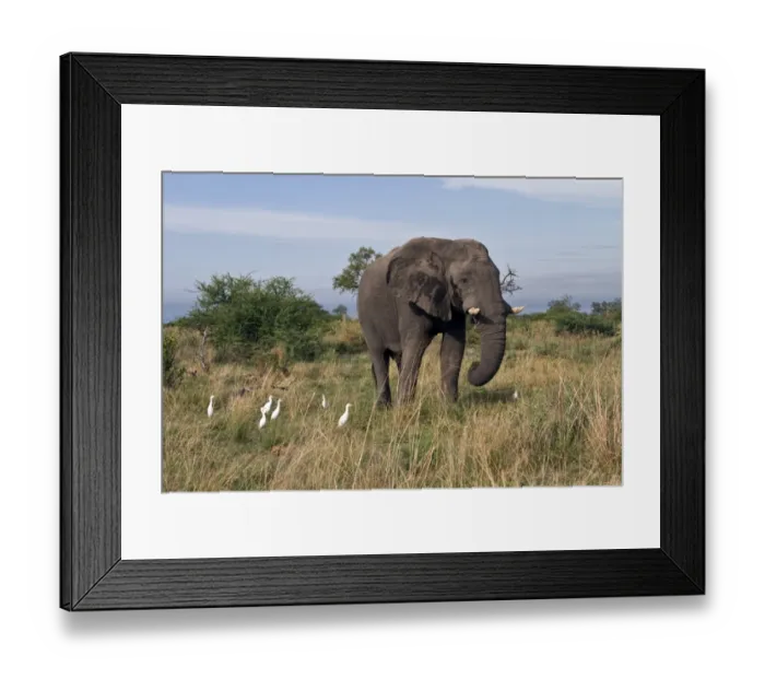 Framed Print : African Male Elephant with Cattle egrets who are looking for insect to feed