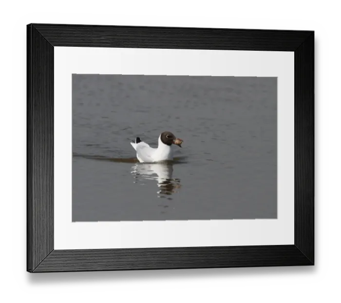 Framed Print : Black headed Gull Carrying a regurgitated pellet Framed Print : Black headed Gull Carrying a regurgitated pellet