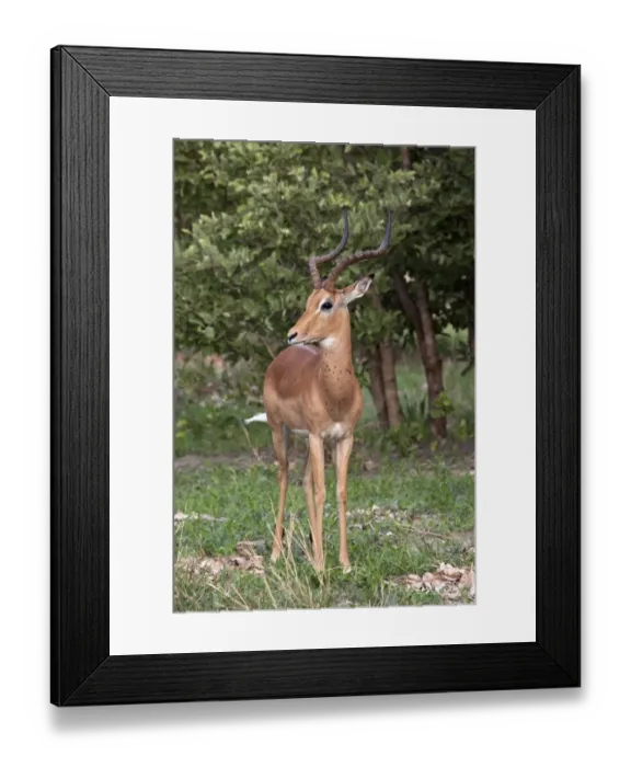 Framed Print : Aduolt male Impala with flies - Botswana Framed Print : Aduolt male Impala with flies - Botswana