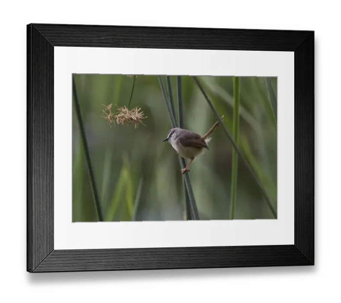 Framed Print : The Tawny-flanked Prinia (Prinia subflava) is a small passerine bird belonging to the genus Prinia in the family