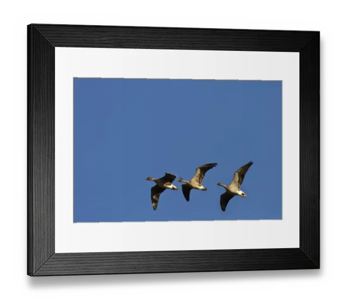 Framed Print : Pink footed Geese, winter flock flying at Brancaster, North Norfolk Framed Print : Pink footed Geese, winter flock flying at Brancaster, North Norfolk