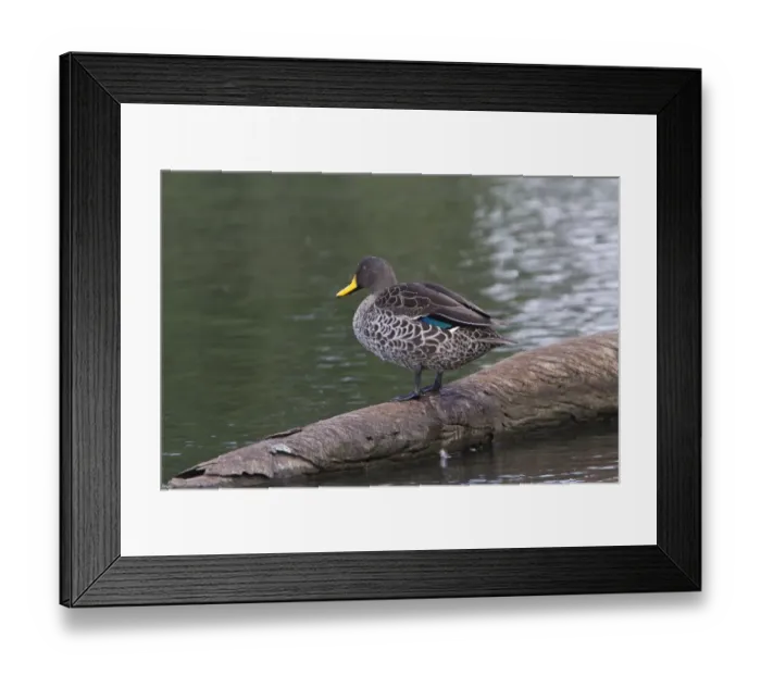 Framed Print : yellow billed duck at Rietvlei Nature Reserve south africa
