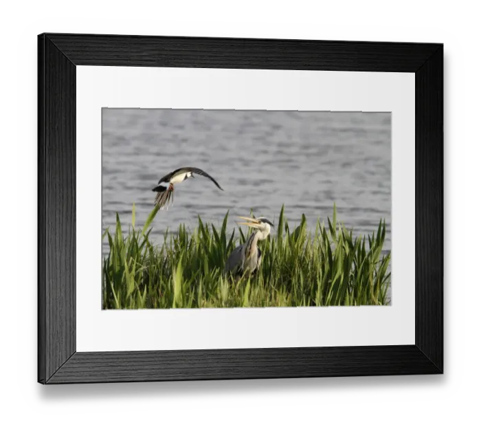 Framed Print : Lapwing mobbing a grey heron which is near its nest, Grey Heron are great predators of other birds eggs and young Framed Print : Lapwing mobbing a grey heron which is near its nest, Grey Heron are great predators of other birds eggs and young