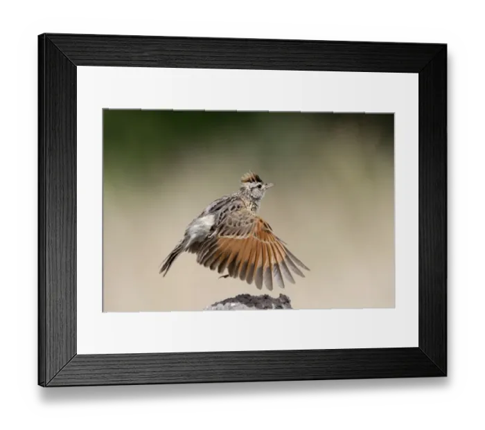 Framed Print : Rufousnaped Lark display flight - Botswana Framed Print : Rufousnaped Lark display flight - Botswana