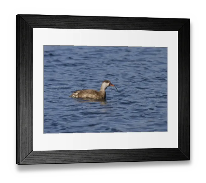 Framed Print : Red crested Pochard, female at Lackford Lakes with weed in her beak - Suffolk Framed Print : Red crested Pochard, female at Lackford Lakes with weed in her beak - Suffolk