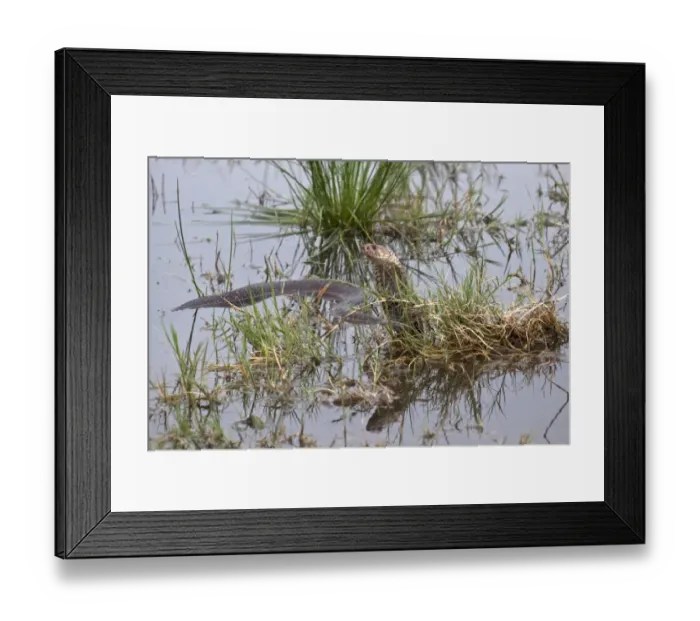 Framed Print : Mozambique Spitting Cobra in The Okavango Delta - Botswana Framed Print : Mozambique Spitting Cobra in The Okavango Delta - Botswana