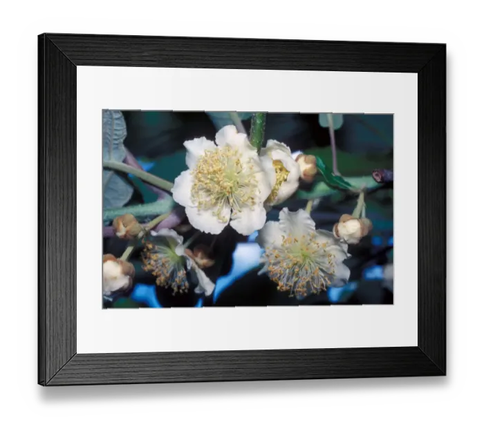 Framed Print : kiwi flower Framed Print : kiwi flower
