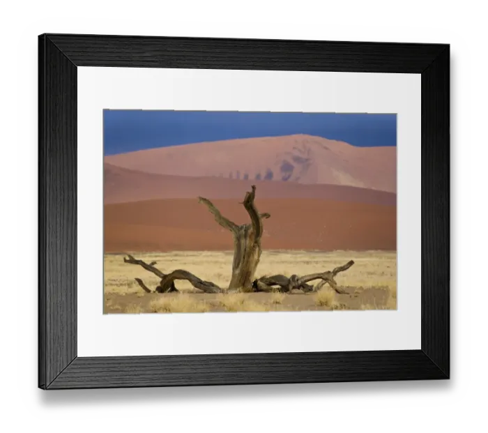 Framed Print : Dead tree and desert sand dunes at dawn, Sossusvlei, Namib-Naukluft N. P. Namib Desert, Namibia Framed Print : Dead tree and desert sand dunes at dawn, Sossusvlei, Namib-Naukluft N. P. Namib Desert, Namibia