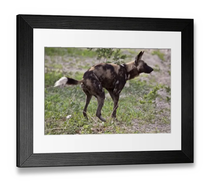 Framed Print : Female hunting dog marking territory. Lycaon pictus is a large canid found only in Africa Framed Print : Female hunting dog marking territory. Lycaon pictus is a large canid found only in Africa