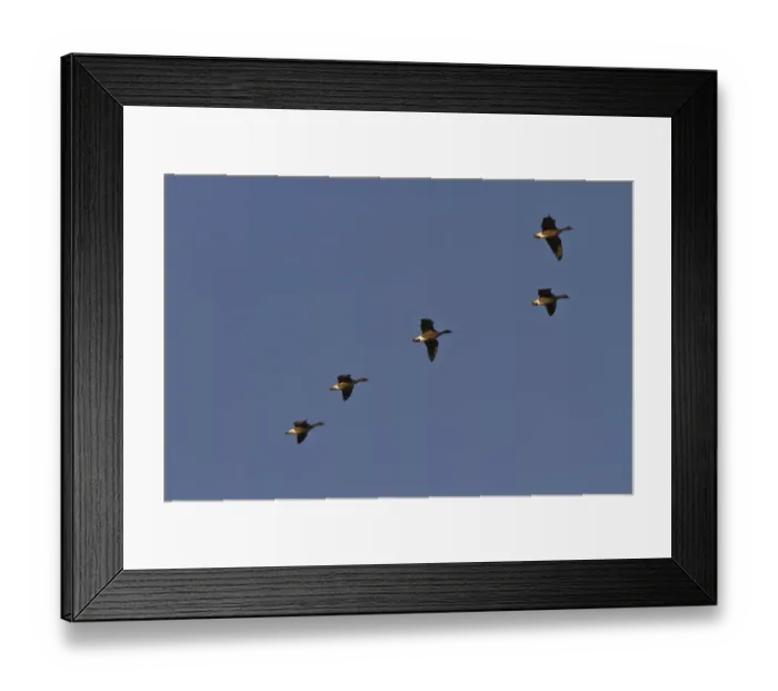 Framed Print : Indo-pacific Bottlenose Dolphin (Tursiops aduncus) adult female and young, swimming, Tatawa Kecil Framed Print : Indo-pacific Bottlenose Dolphin (Tursiops aduncus) adult female and young, swimming, Tatawa Kecil