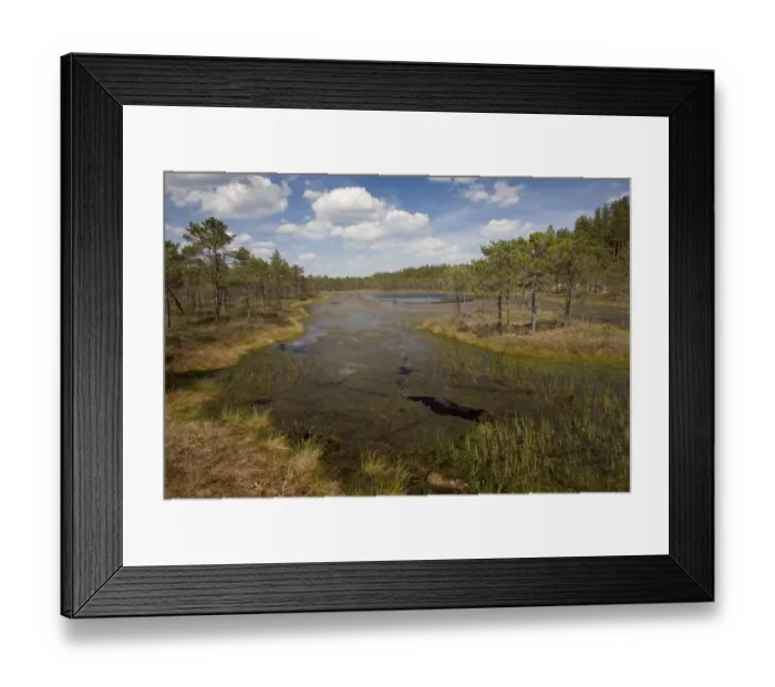 Framed Print : Shallow acid lake in bog habitat, Meenikunno Mstikukaitseala Reserve, Estonia, june Framed Print : Shallow acid lake in bog habitat, Meenikunno Mstikukaitseala Reserve, Estonia, june