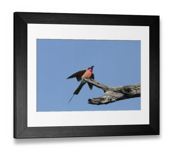 Framed Print : Southern Carmine Bee-eaterwith insect, near Kwara Botswana Framed Print : Southern Carmine Bee-eaterwith insect, near Kwara Botswana