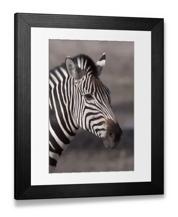 Framed Print : Burchells Zebra Framed Print : Burchells Zebra