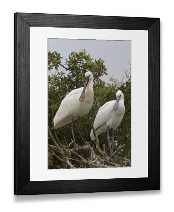Framed Print : Adult and Immature Eurasian Spoonbill in Nesting Colony, Coto Donana, Spain Framed Print : Adult and Immature Eurasian Spoonbill in Nesting Colony, Coto Donana, Spain