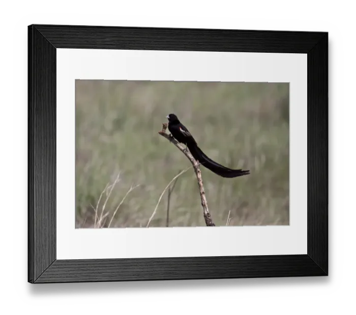 Framed Print : Long tailed Widowbird male showing long tail Framed Print : Long tailed Widowbird male showing long tail