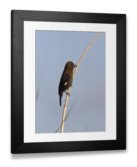 Framed Print : Male Thick billed Weaver - South Africa Framed Print : Male Thick billed Weaver - South Africa
