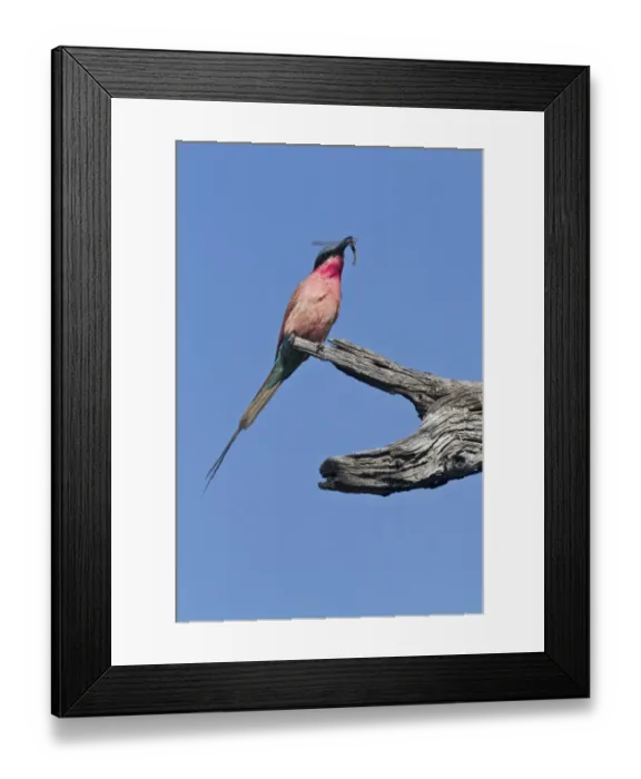 Framed Print : Southern Carmine Bee-eater, with insect near Kwara Botswana