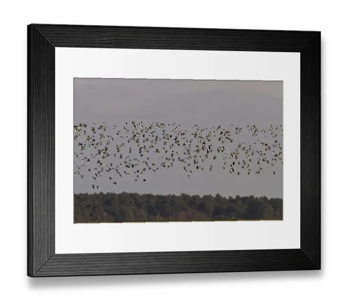 Framed Print : Winter flock of Lapwings flying over marsh with woodland background, Brancaster North Norfolk Framed Print : Winter flock of Lapwings flying over marsh with woodland background, Brancaster North Norfolk