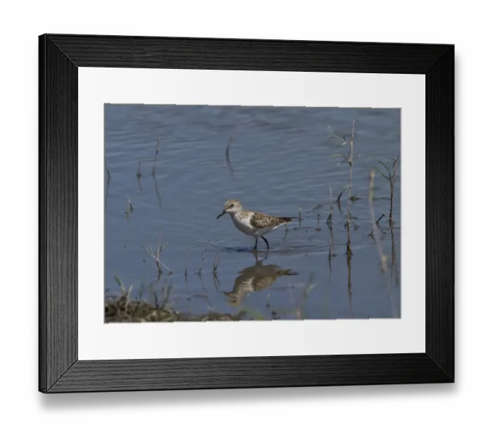 Framed Print : Little Stint, palearctic migrant in the Okavango Delta Botswana Framed Print : Little Stint, palearctic migrant in the Okavango Delta Botswana