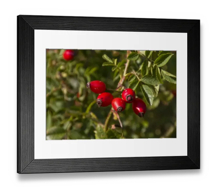 Framed Print : Dog Rose with autumn hips Framed Print : Dog Rose with autumn hips