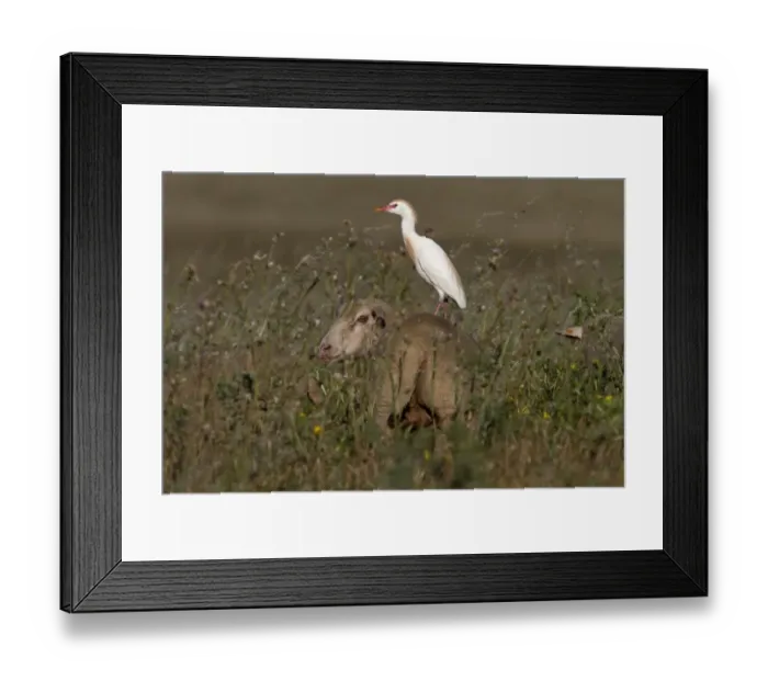 Framed Print : Cattle Egret in courtship colours /  plumage standing on a sheep