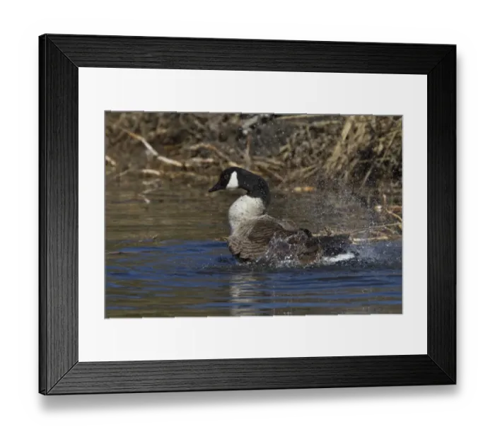 Framed Print : Canada Goose splash bathing Framed Print : Canada Goose splash bathing