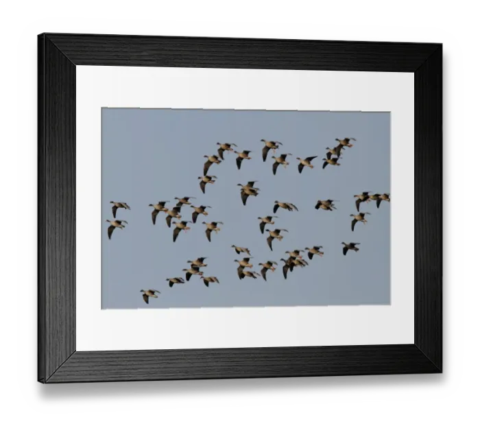 Framed Print : Pink footed greese coming into land, Brancaster North Norfolk Framed Print : Pink footed greese coming into land, Brancaster North Norfolk