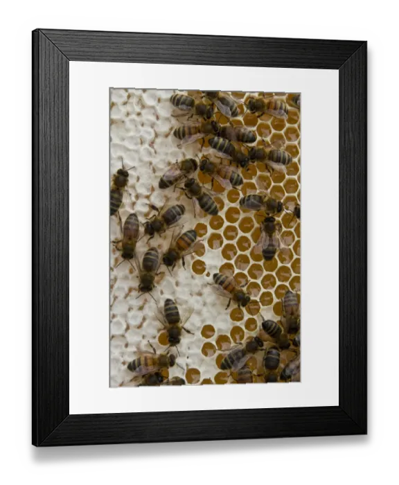 Framed Print : Worker bees on honey / nectar cells Framed Print : Worker bees on honey / nectar cells