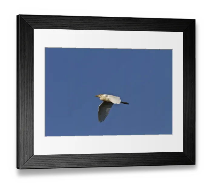 Framed Print : Common Tern (Sterna hirundo) immature, first winter plumage, in flight, Rincon de Cobo, Buenos Aires Province Framed Print : Common Tern (Sterna hirundo) immature, first winter plumage, in flight, Rincon de Cobo, Buenos Aires Province