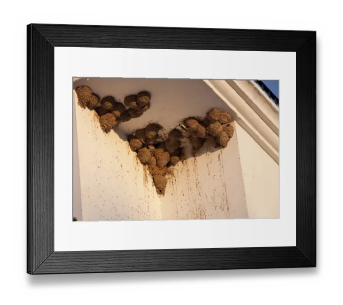 Framed Print : House Martin nests on building, some occupied by House Sparrows