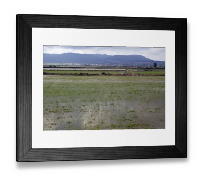 Framed Print : Rice growing in Andalusia Spain Framed Print : Rice growing in Andalusia Spain
