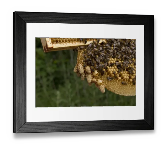 Framed Print : A cluster of queen cells on the sacrificial natural cells made by the workers which hang from the brood frame Framed Print : A cluster of queen cells on the sacrificial natural cells made by the workers which hang from the brood frame
