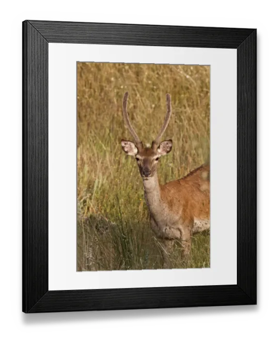Framed Print : Iberian Red Deer taken in Extremadura Spain, A young male Framed Print : Iberian Red Deer taken in Extremadura Spain, A young male