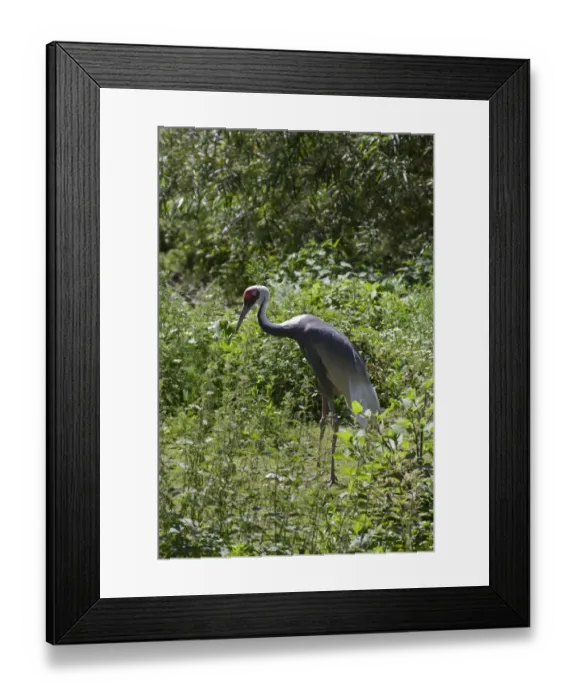 Framed Print : White naped Crane from Asia Framed Print : White naped Crane from Asia