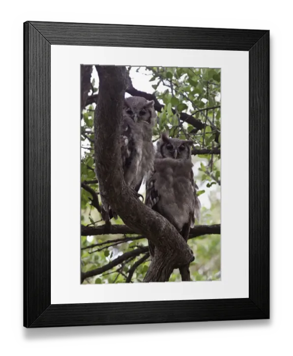 Framed Print : Verreauxs Eagle owls rest in tree near Lebala Camp - Botswana Framed Print : Verreauxs Eagle owls rest in tree near Lebala Camp - Botswana
