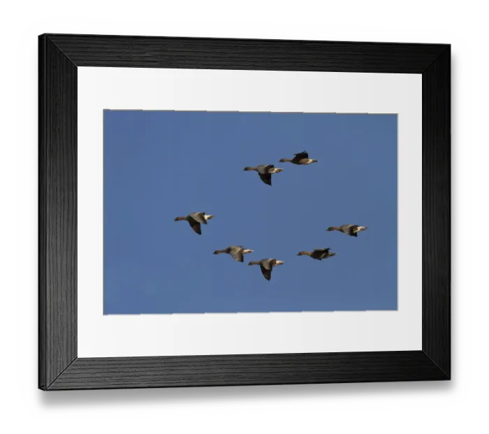 Framed Print : Pink footed Geese, winter flock flying at Brancaster, North Norfolk