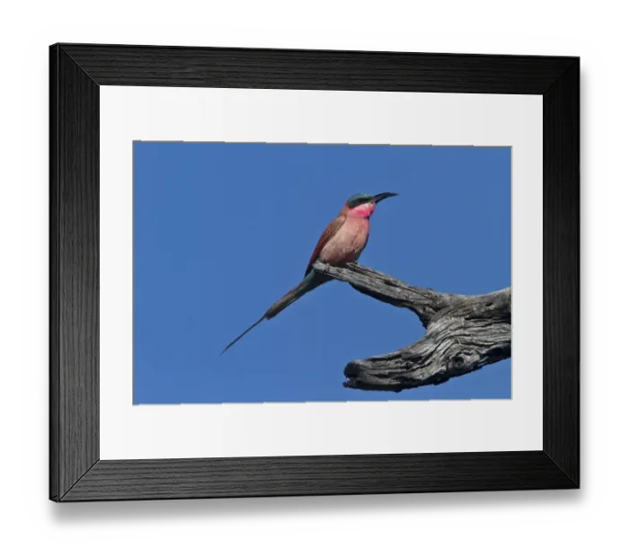 Framed Print : Southern Carmine Bee-eater, near Kwara Botswana