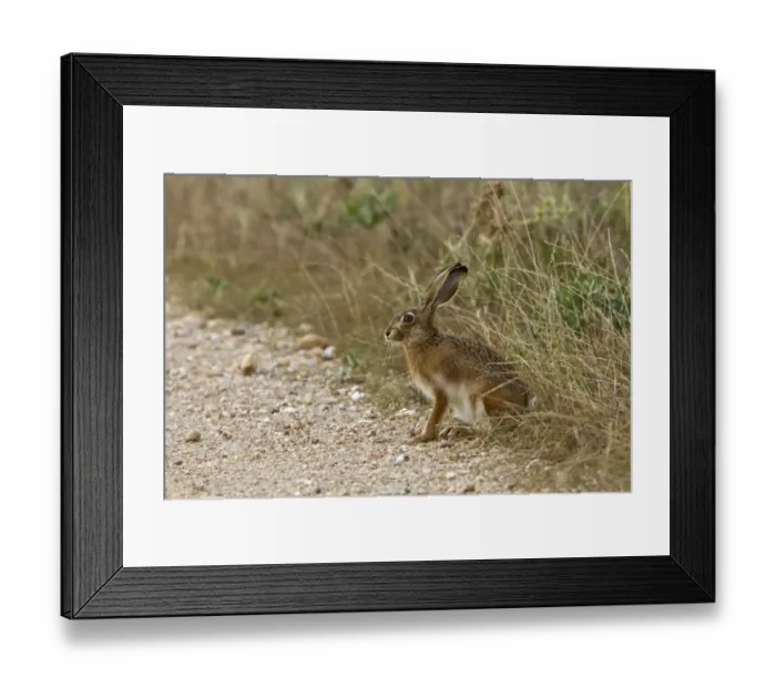 Framed Print : Iberian Hare, Extremadura, Spain