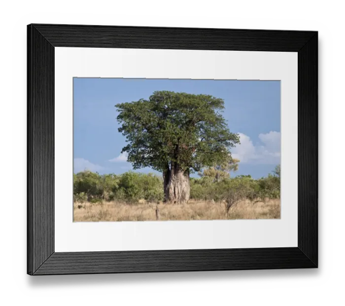 Framed Print : A very Large Baobab tree in leaf - Botswana Framed Print : A very Large Baobab tree in leaf - Botswana